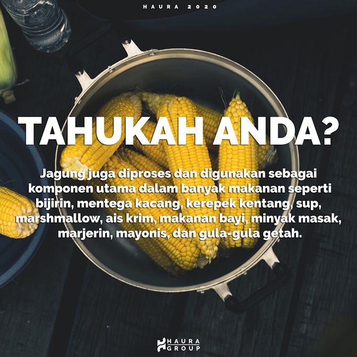 Sedikit Fakta Pasal Jagung Yang Mungkin Korang Tak 
