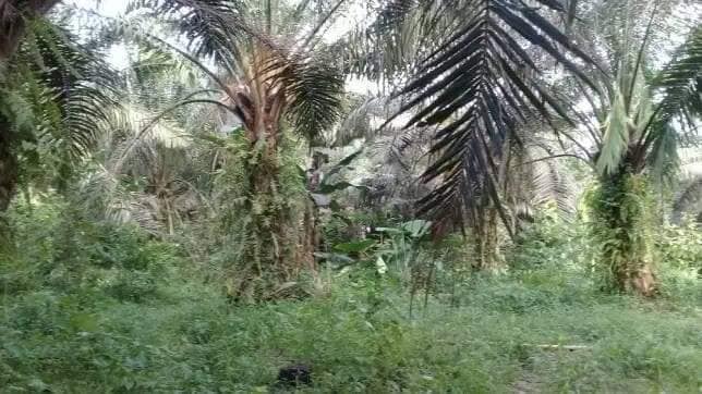 Ladang Sawit Utk Dijual 