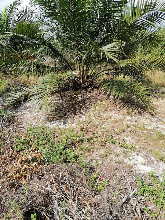Tanah Pertanian 1 Ekar Mukim Sungai Karang/sungai Ular 