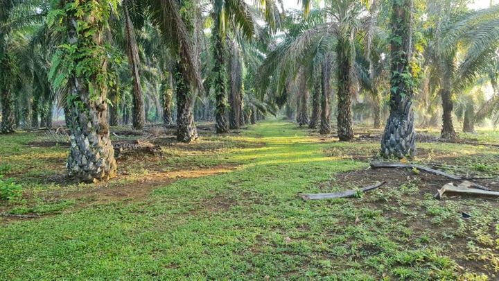 *tanah Pertanian Bukit Goh (3km Dari Kotasas)* 