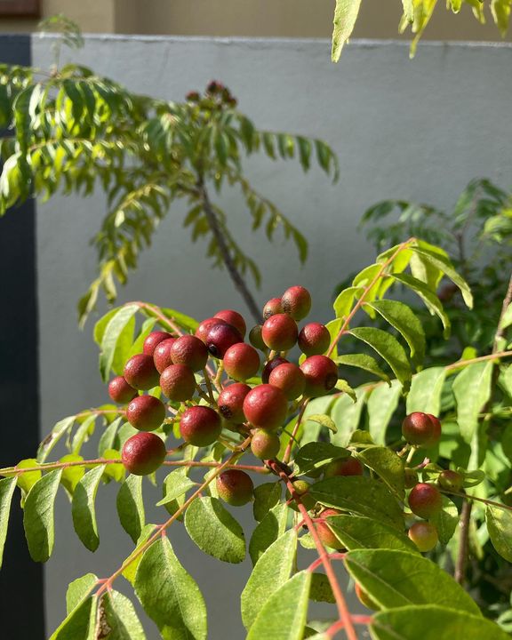 Pokok Kari Berbuah Pokok Kari Berbuah