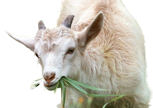Susu Kambing Memiliki Beberapa Manfaat, Baik Sebagai Minuman 