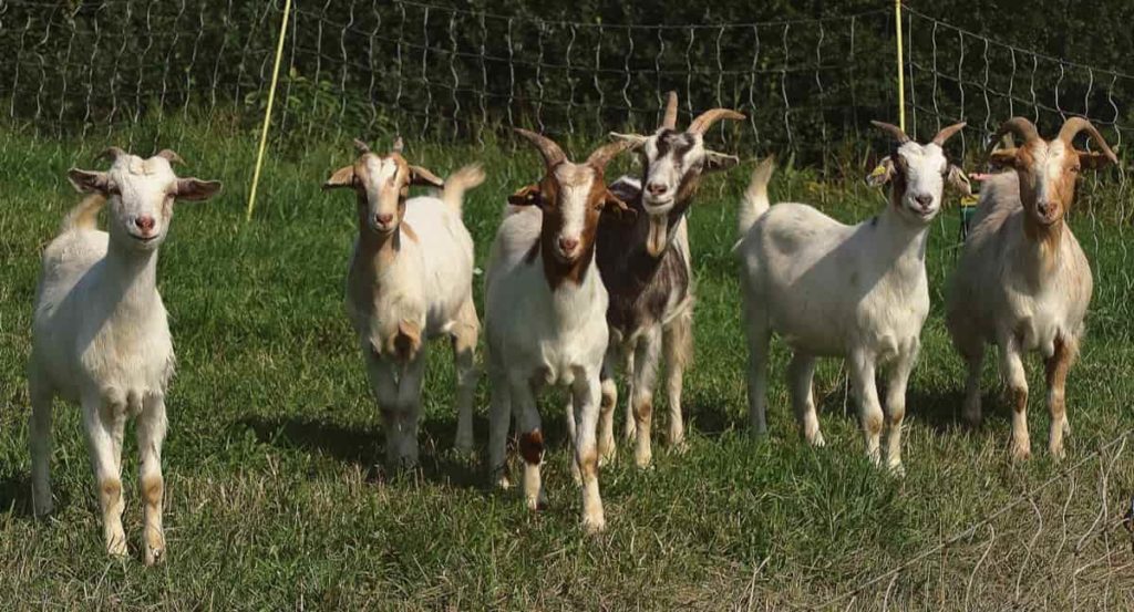 Sabun Susu Kambing Mewah -  