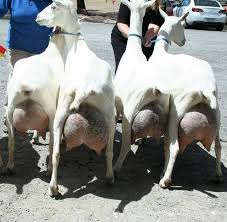 Akak Berbisnes Dengan Kambing Ke, Sebab Jual Sabun 