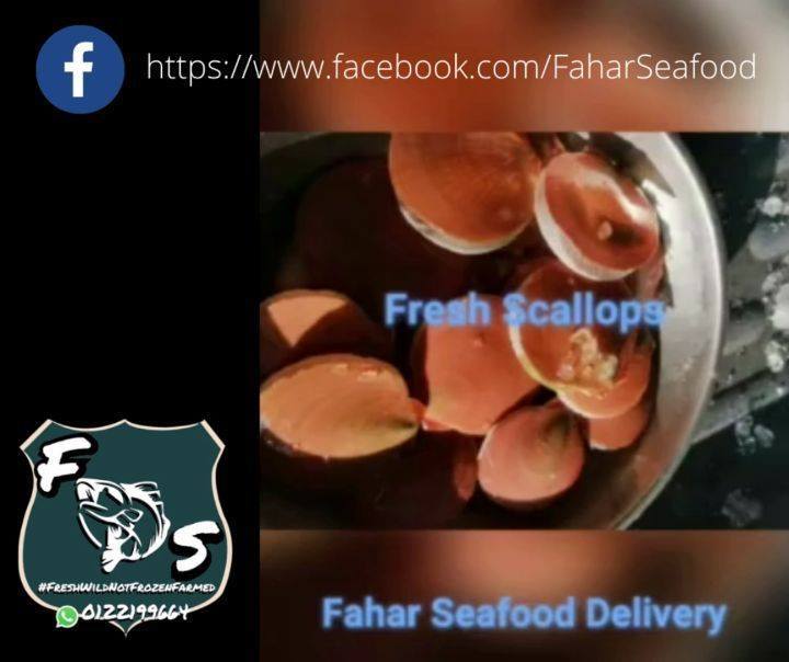 Rare!! Fresh Scallops! 