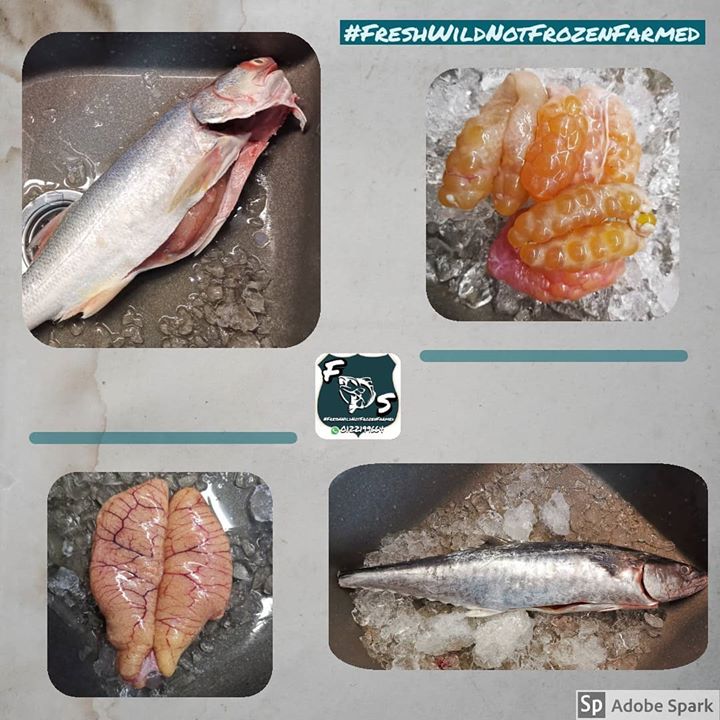 Fish Or Roe? 