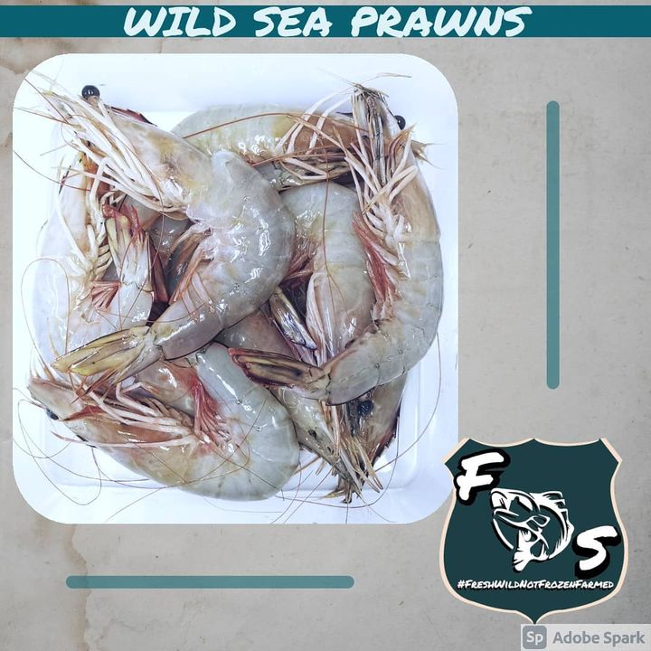 Fresh Wild Sea Prawns  