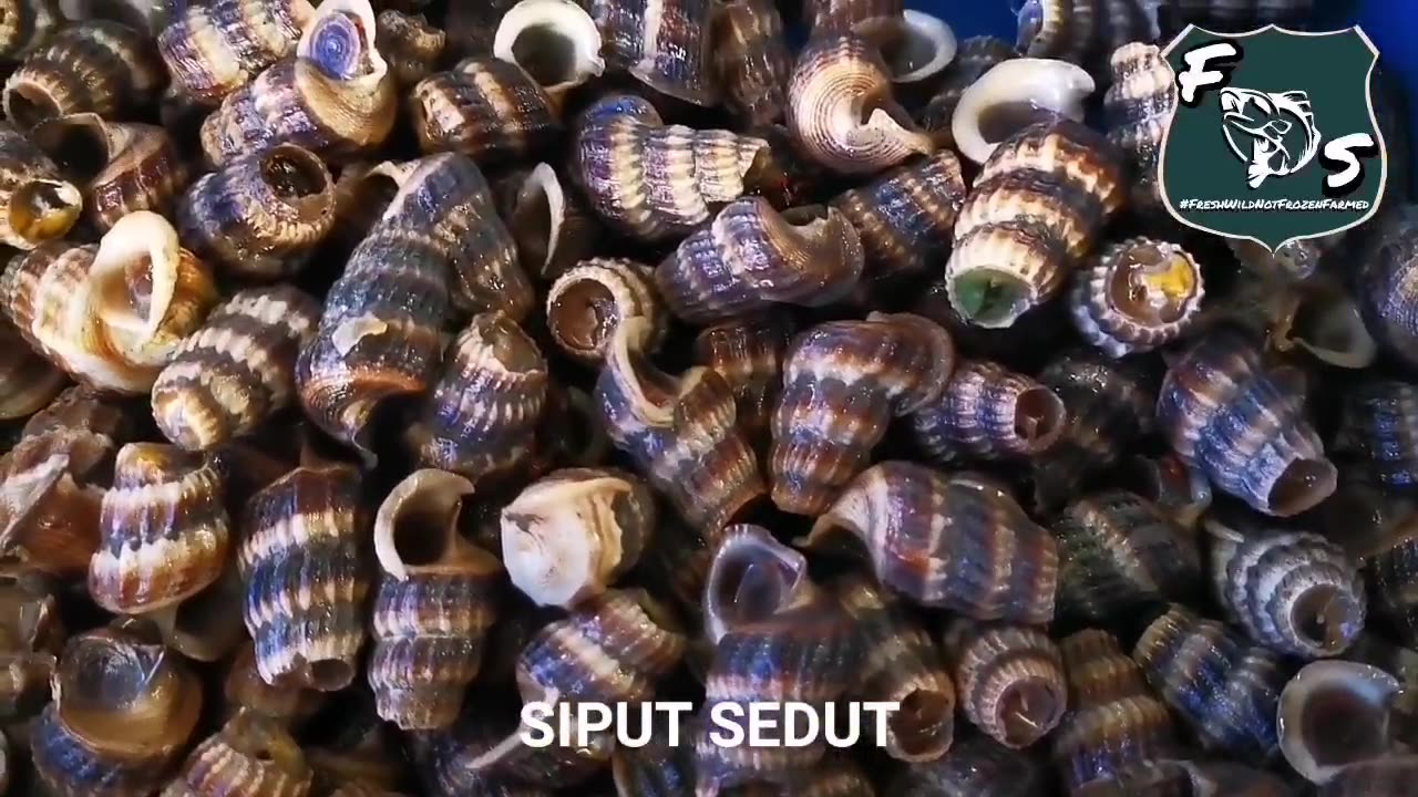 Siput Sedut 
