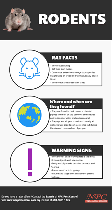 Rodents Rats And Mice Are A Big Threat Rodents Rats And Mice Are A Big Threat