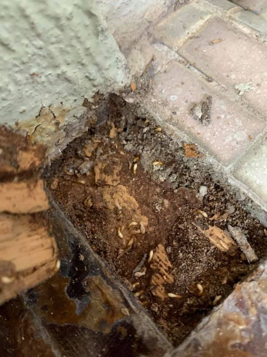 Done Installation Termite Baiting System ! Done Installation Termite Baiting System !