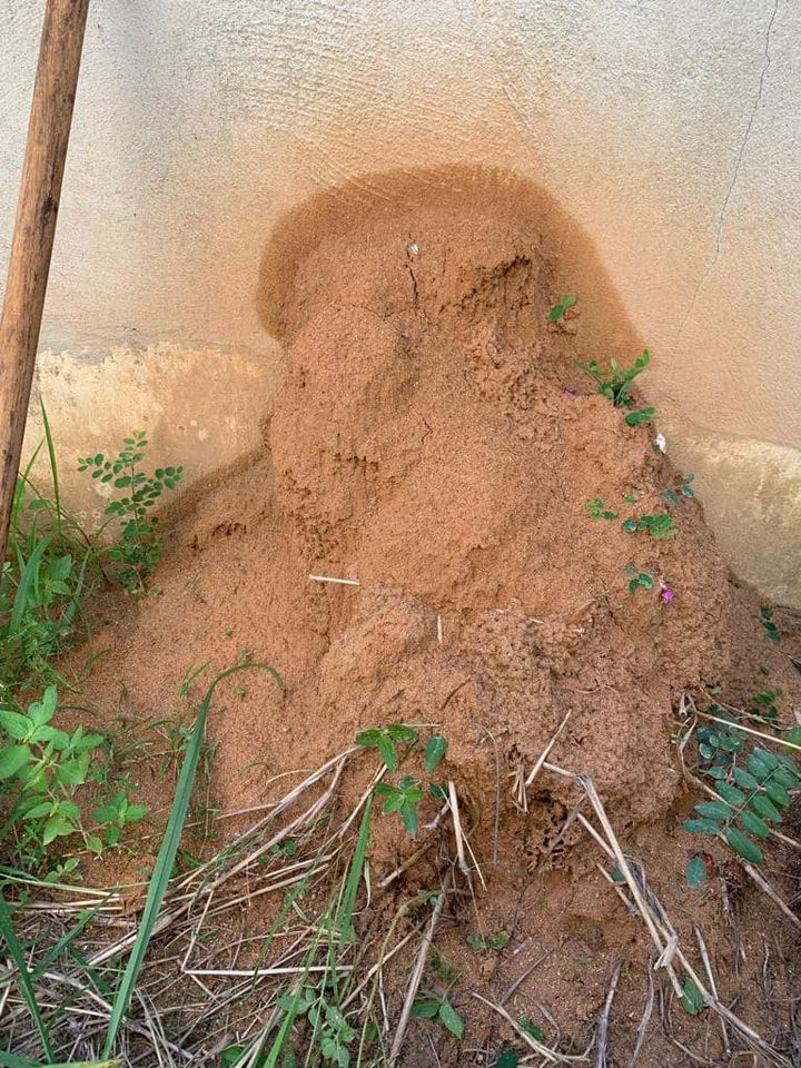 Done Breaking Termite Nest And Found Termite Queen 