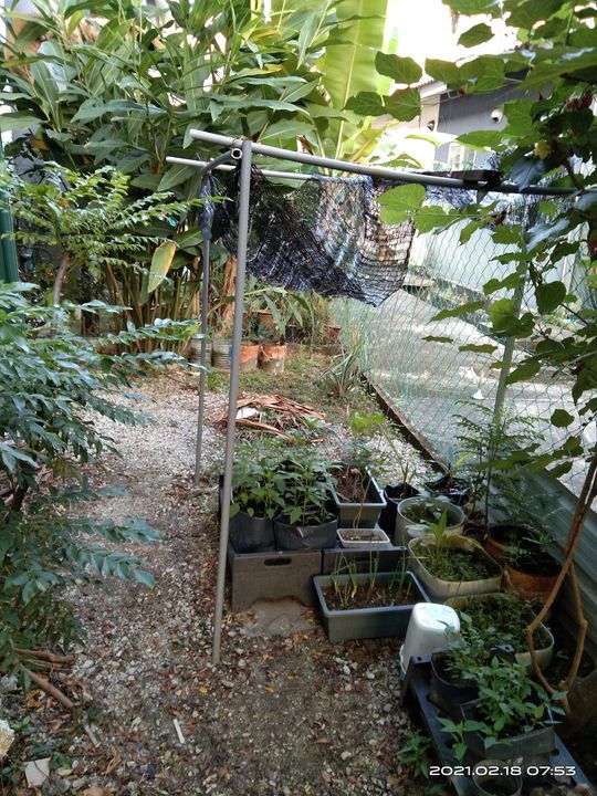 Assalamualaikum Selamat Pagi Sebelum Keluar Bekerja Jenguk2 Kebun 