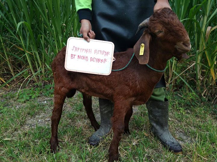 Selfie Dengan Kambing. Ini Adalah Salah Satu Sop Selfie Dengan Kambing. Ini Adalah Salah Satu Sop