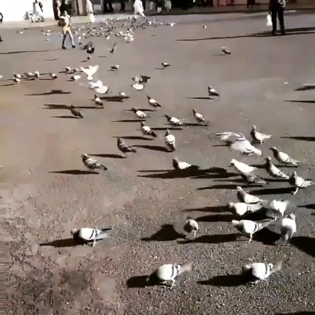 Merpati Di Sekitar Masjid Nabawi 