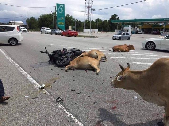 Kalau Kita Cedera Dilanggar Dengan Kenderaan Yang Takde 