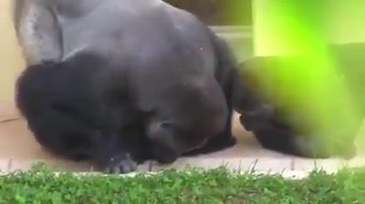 3 Ekor Gorilla Sedang Asyik Melihat Sesuatu. Apa 