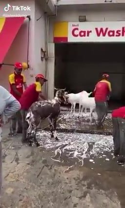 Carwash Atau Goatwash? 