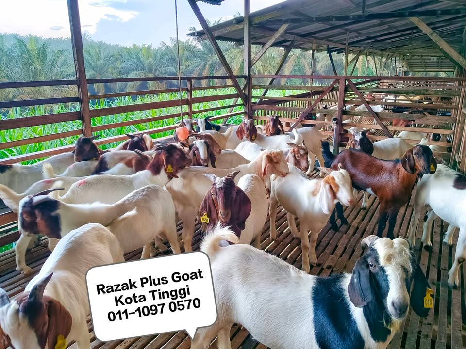 Pre Order Raya: Daging Kambing Segar 