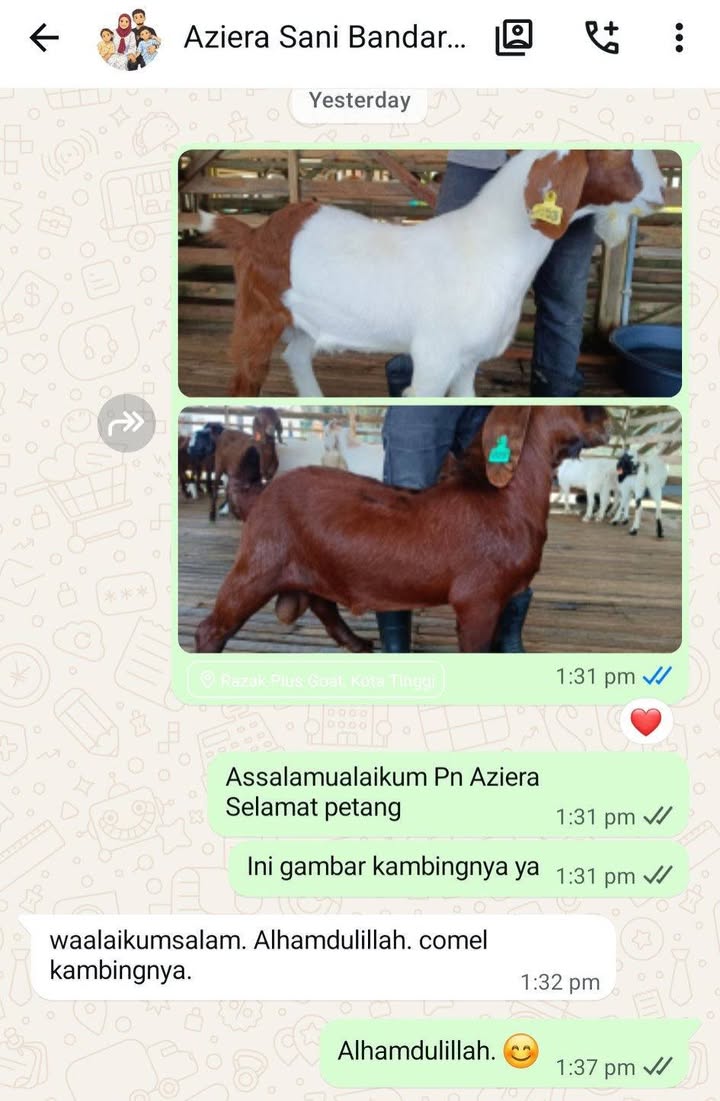 Tempahan: Kambing Akikah (mentah) 