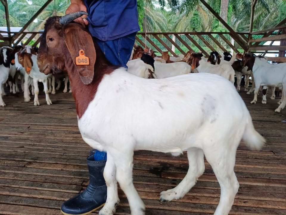 Kambing Korban 