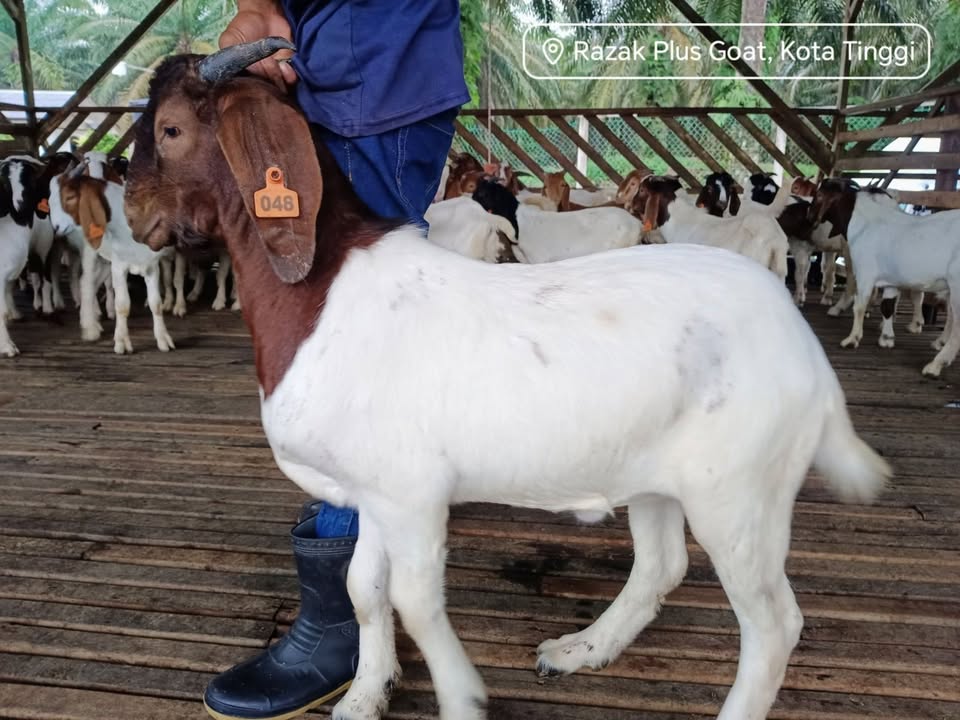 Kambing Korban 