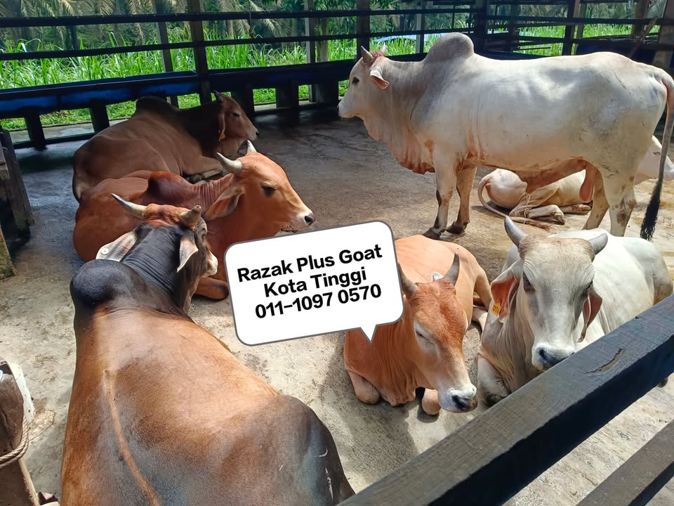 Lembu Korban 