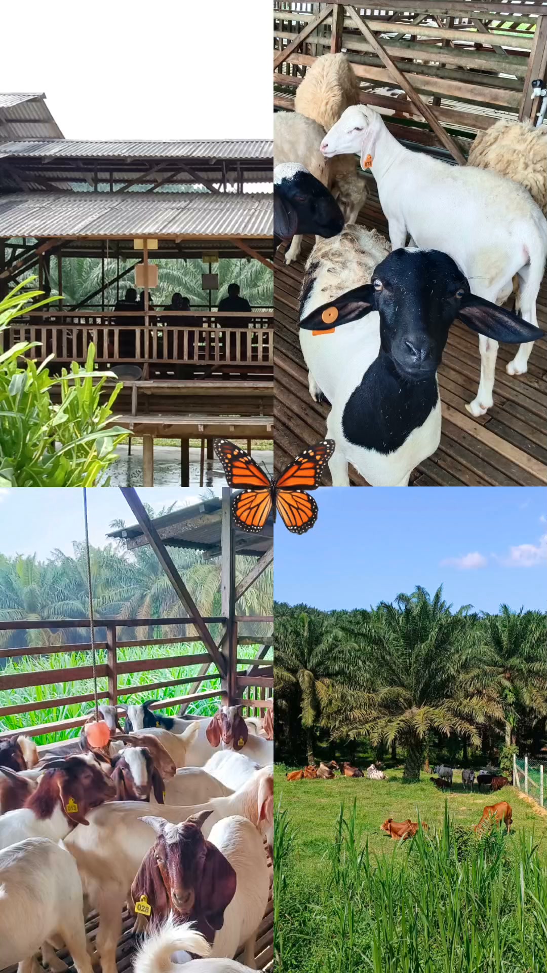Lunaskan Akikah Anak Anda Terus Dari Ladang Kami 