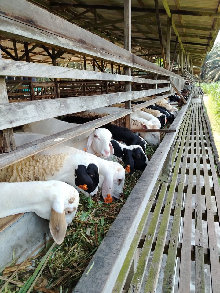 Kambing Tak Boleh Bercakap Dengan Kita Jika Ada 