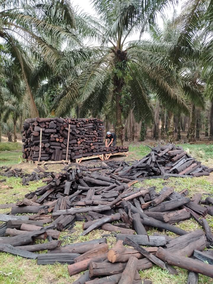 Arang Bakau. Asli Daripada Pokok Kayu Bakau. 