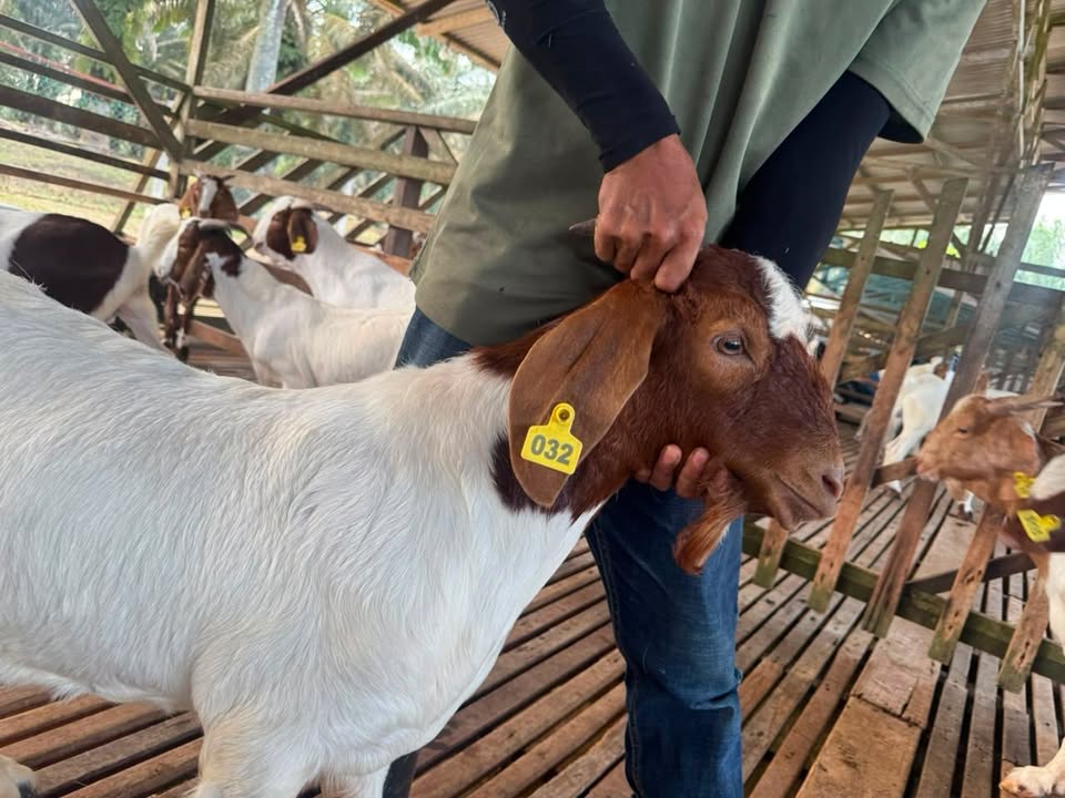 Datang Dari Jauh Nak Ke Kandang Hanya Untuk 