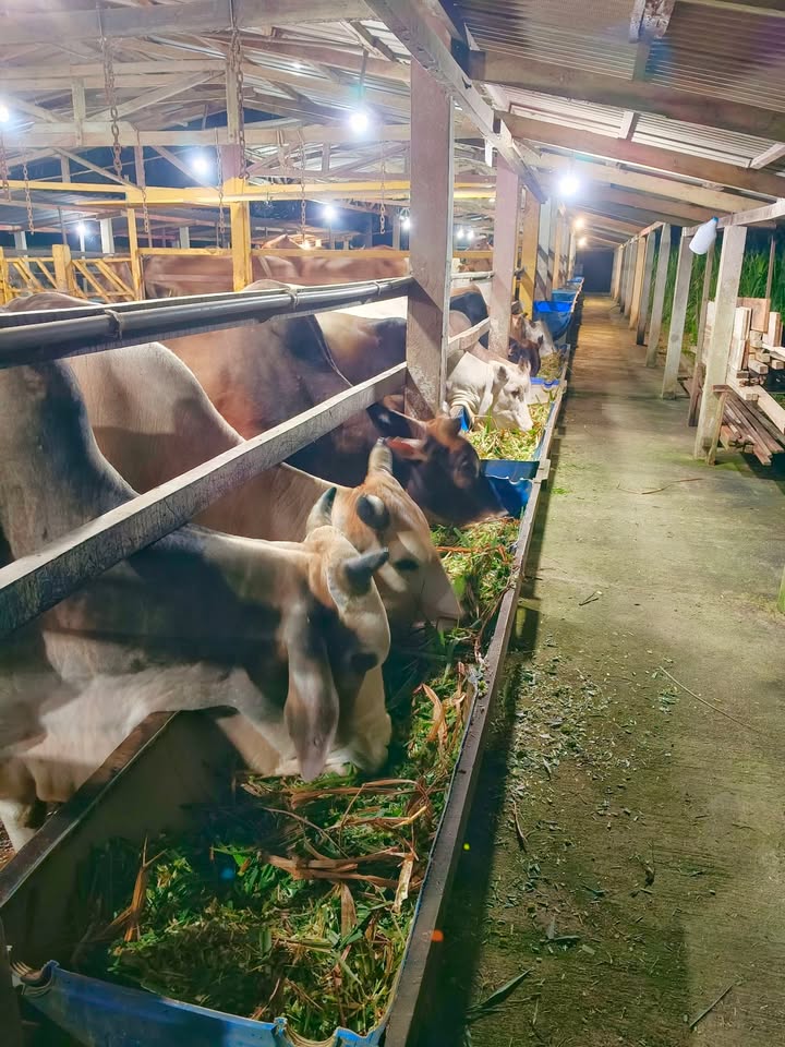 Penutup Rutin Di Kandang Berakhir Pada Jam 7 