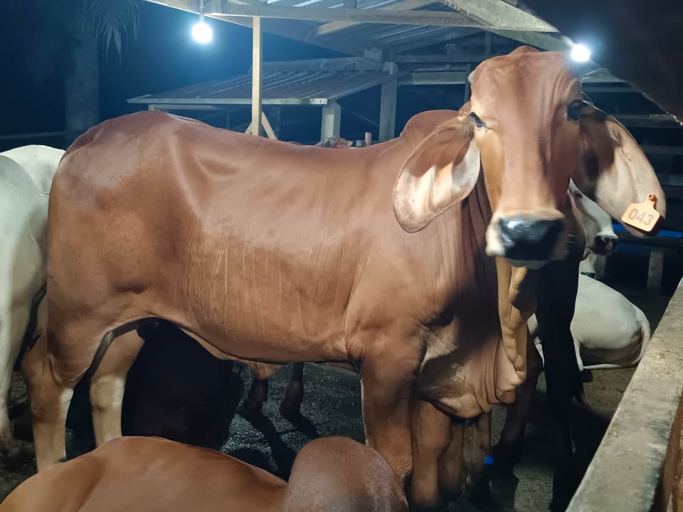 Lembu Juga Perlukan Tempat Berlindung Pada Waktu Malam. 