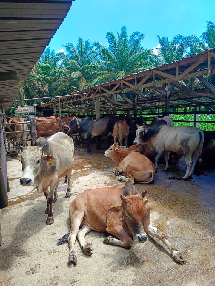 Faktor Yang Mempengaruhi Kualiti Daging: Kebersihan Kandang & 