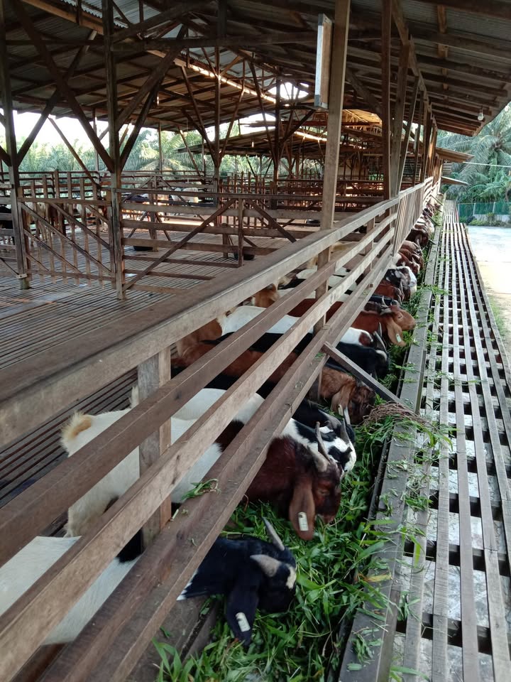 Faktor Yang Mempengaruhi Kualiti Daging: Pemakanan & Nutrisi 