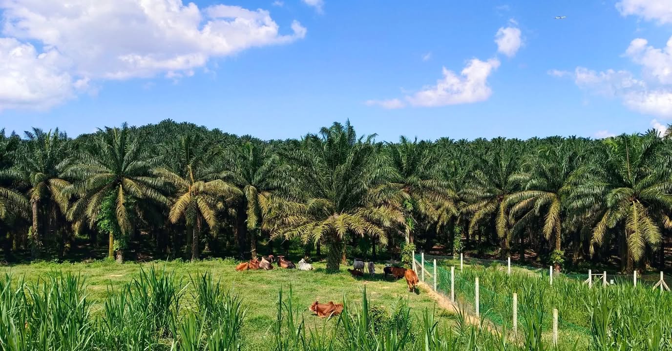 Jika Ada Plan Nak Buat Akikah Tapi Belum 