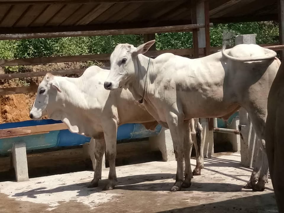 Tempahan Bagi Raya Korban 2018 Dibuka Sekarang!  