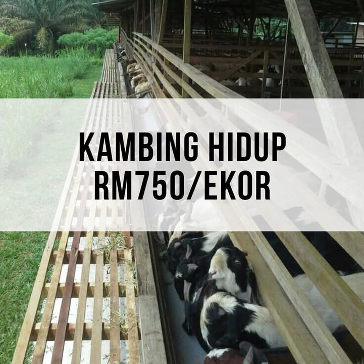Kambing/berbiri Untuk Akikah/korban/kenduri. 