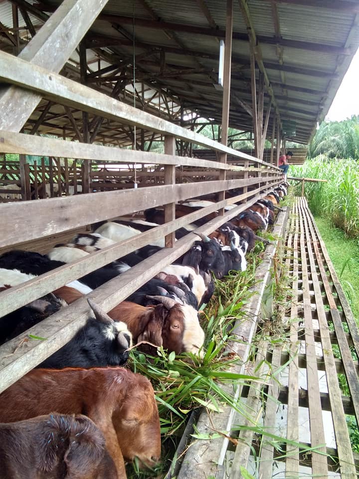 Kami Merupakan Pembekal Kambing/bebiri Komersial Yang Termurah Di 