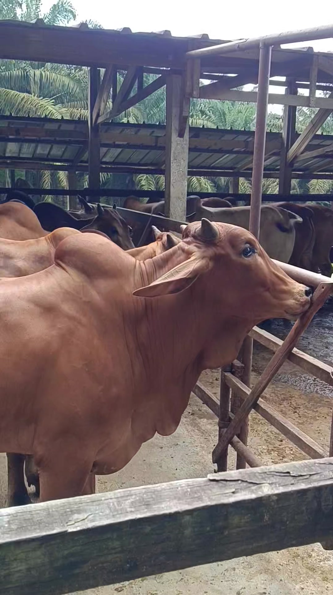 Lembu Korban Serendah RM4500/Ekor