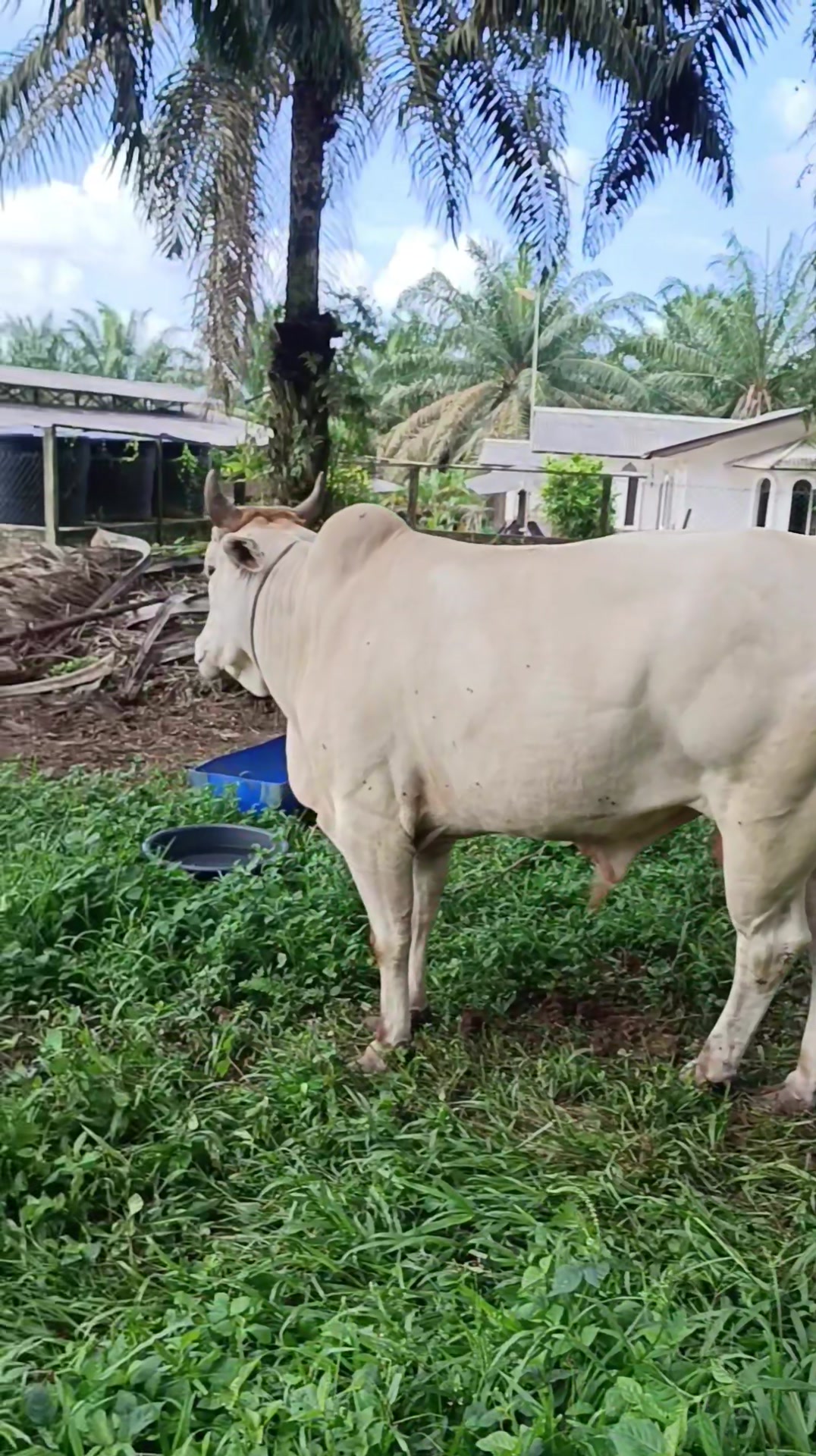 1 Bahagian Lembu Hanya RM850