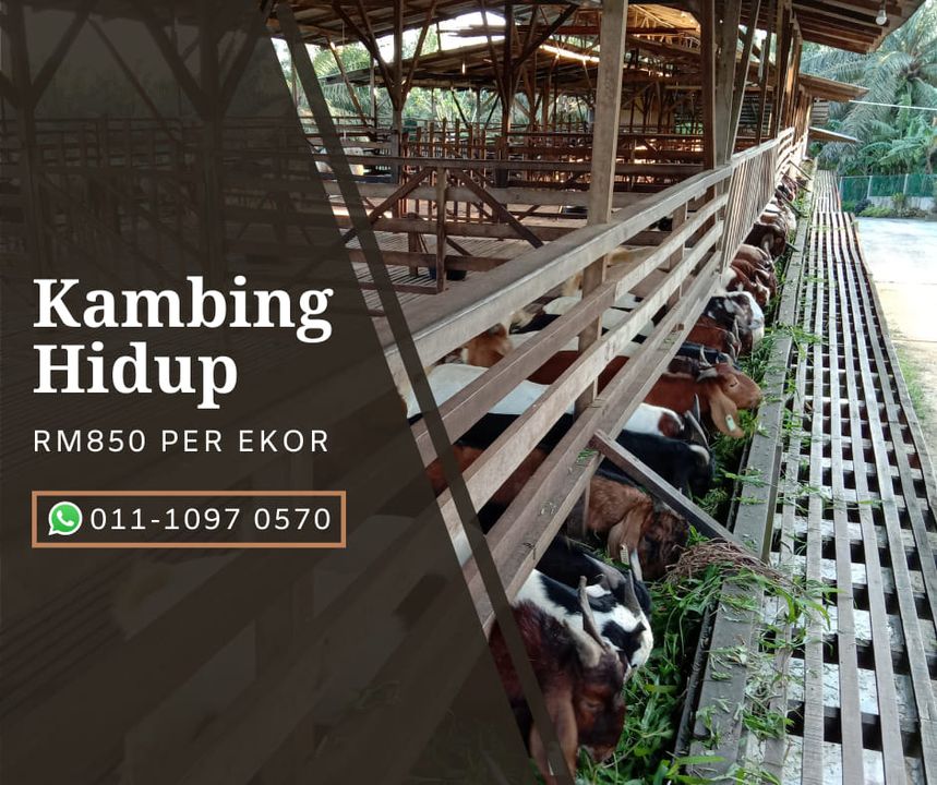 Kambing Hidup Serendah RM850