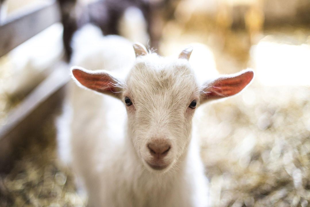 Baka Saanen, Kambing Tenusu Terbaik di Dunia