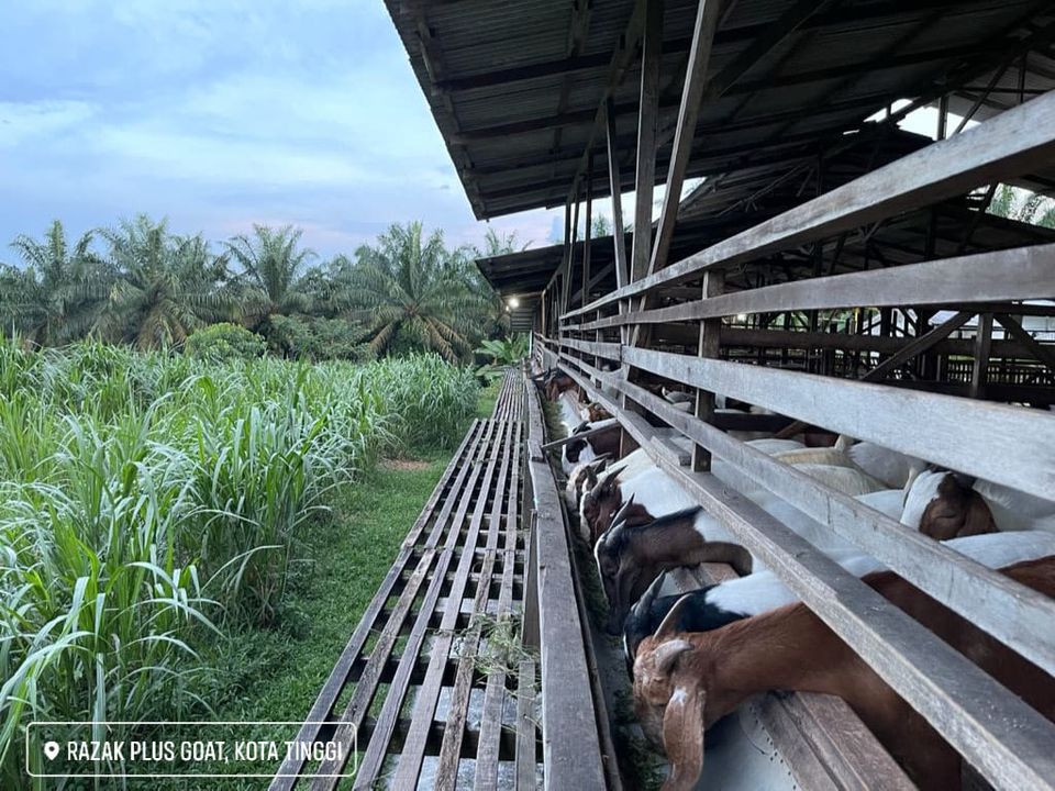 Niat Nak Lunaskan Akikah Anak, Tapi Tak Tahu 