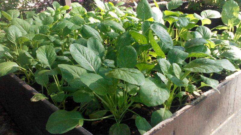 Assalamualaikum Warga Muzaffar, Sanggar Muzaffar Telah Dinaik Taraf 