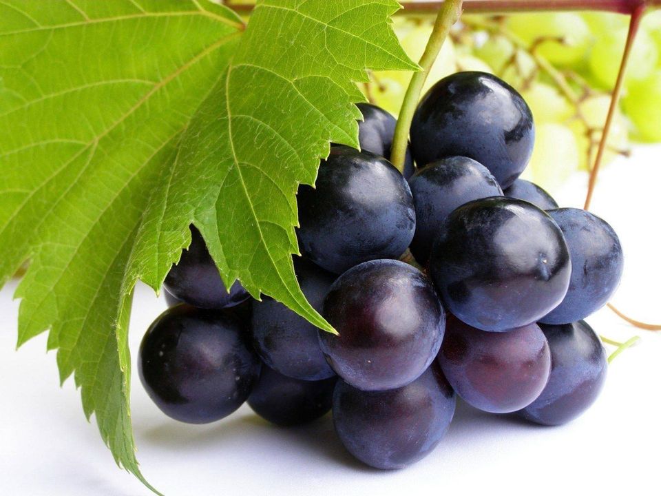 Apakah Khasiat Dan Kebaikan Buah Anggur (vitis Vinifera) 