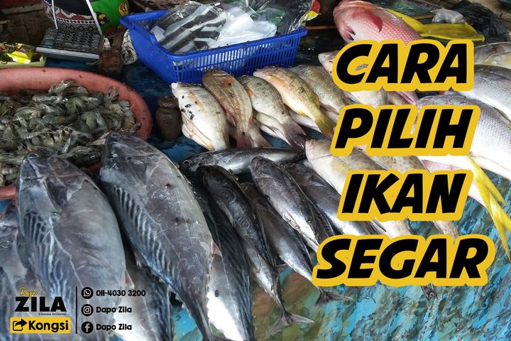 5 Tips Paling Penting Untuk Memilih Ikan Yang 