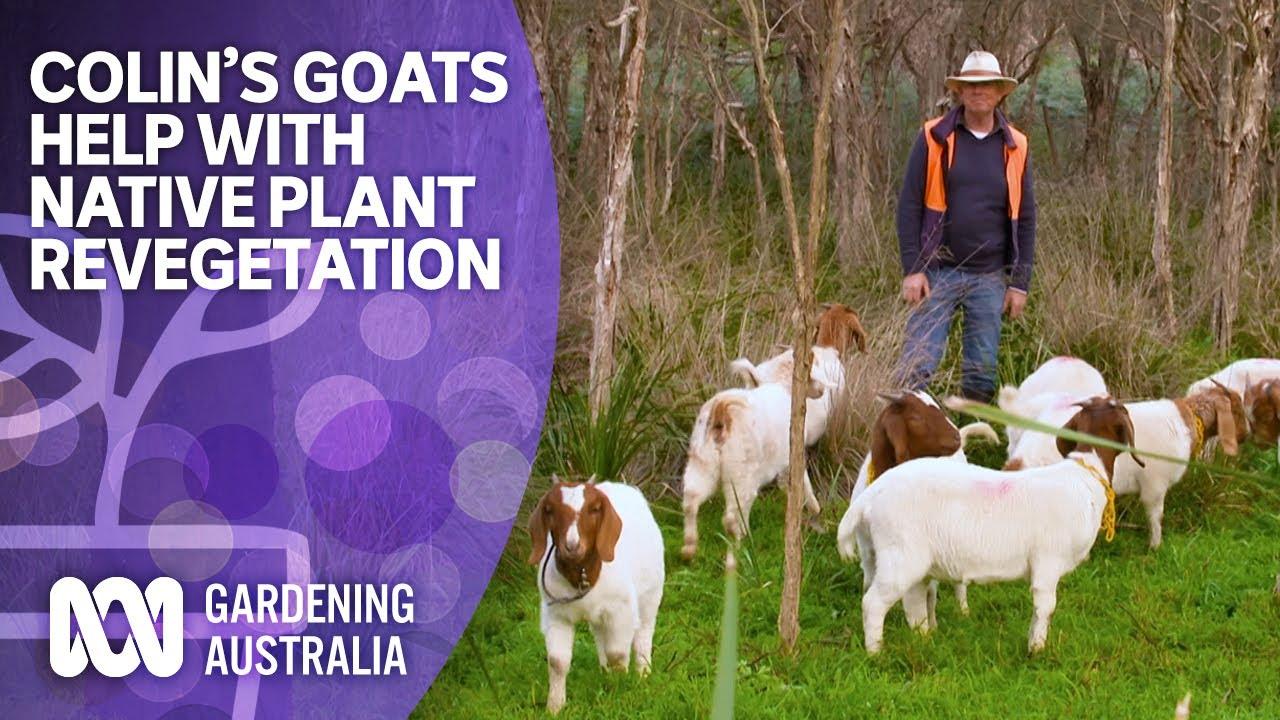 Happy Goat Happy Human Thank You Colin Arnold 