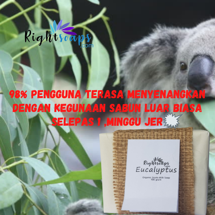 With Anti Inflammation Properties From Its Evergreen Native 