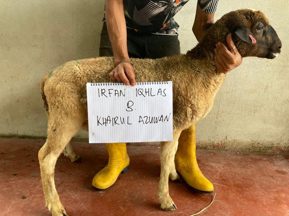 2 Ekor Kambing Golek Aqiqah Untuk Puan Emy 