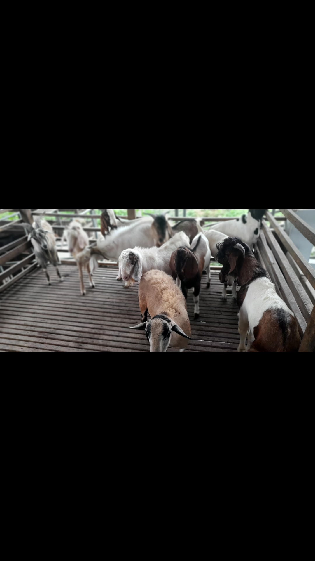 *senarai Lembu/kambing Peserta Korban Masjid Al-khairiah Ayer Molek 